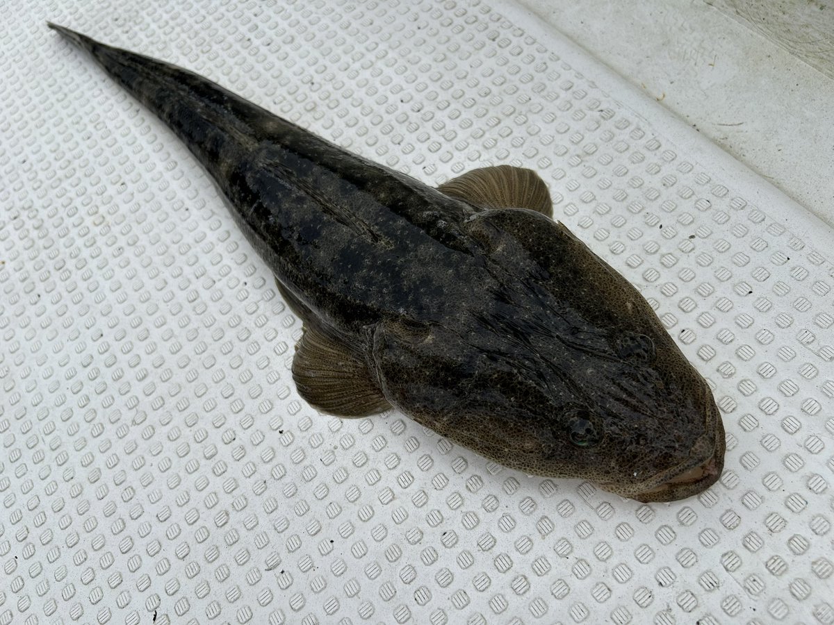 dae7c66be77d4e8's tweet photo. おーみくんとボートフィッシュして二人でマゴチ釣り上げました。
ワームはHIDEUPさんのスタッガーオリジナルです。
今日はカラーはウルメイワシが一番感触ありました。
#HIDEUP
#スタッガーオリジナル
#ウルメイワシ
#マゴチ https://t.co/eFXvbzCweP
