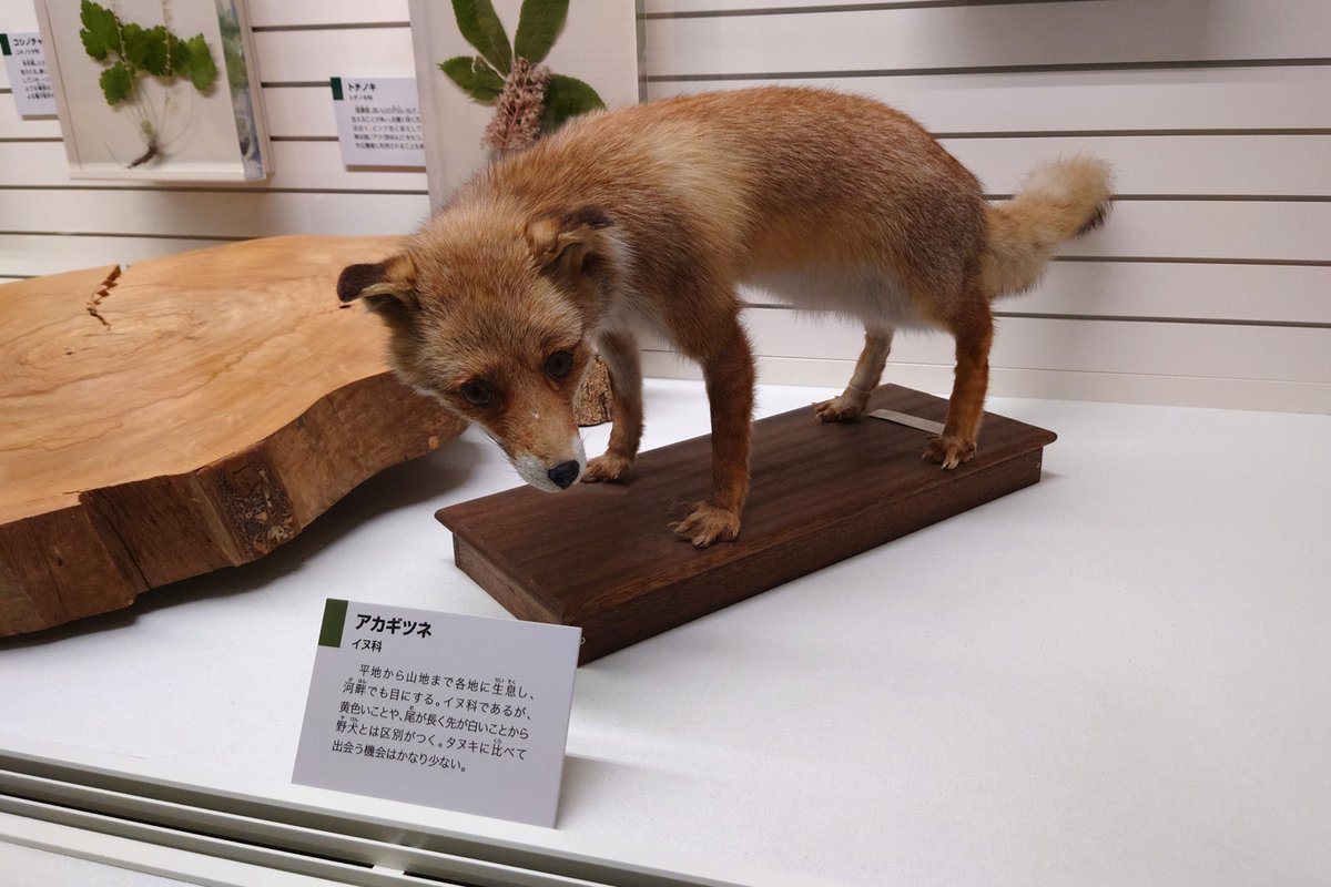 juno0011's tweet photo. 地元の施設にホンドギツネのはく製あった。
そうそう、この靴下買えないかわいそうな子感。
守りたいｗ https://t.co/NaZOn2iErw