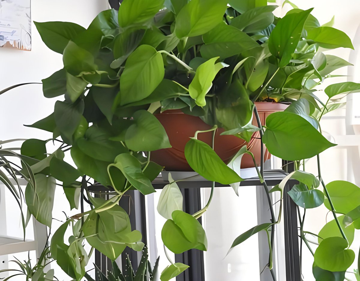shaknar13's tweet photo. Green tip: Place your pothos in bright indirect light u0026 water when the top 1 inch of soil feels dry – it’ll grow happy and lush! ， https://t.co/srPPdL7FWP