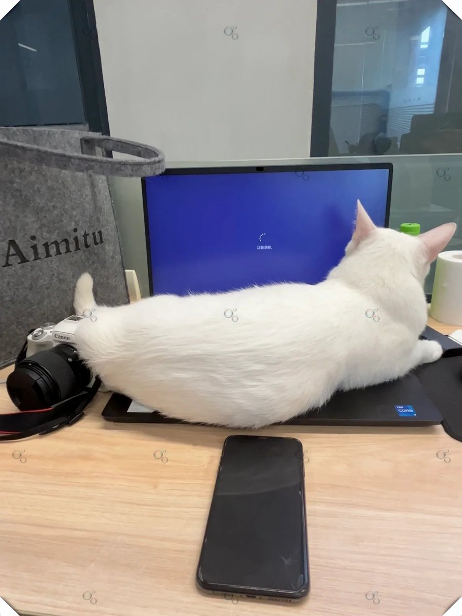 Mma63F's tweet photo. My fur ball curled up on my lap while I worked—best co-worker ever, no meetings, all cuddles https://t.co/N9l3Rs6rEs