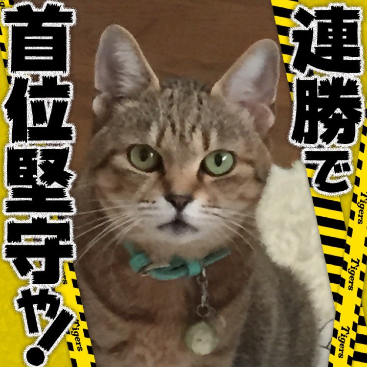 1438Hero's tweet photo. とらほー！٩( 'ω' )و
森下ありがとう！
岩崎ーー⁈ 胃が痛いぞ！
ハゲたら責任とってもらうぞ！#hanshin #tigers #阪神 #阪神タイガース #猫 https://t.co/0lAhXCinpO