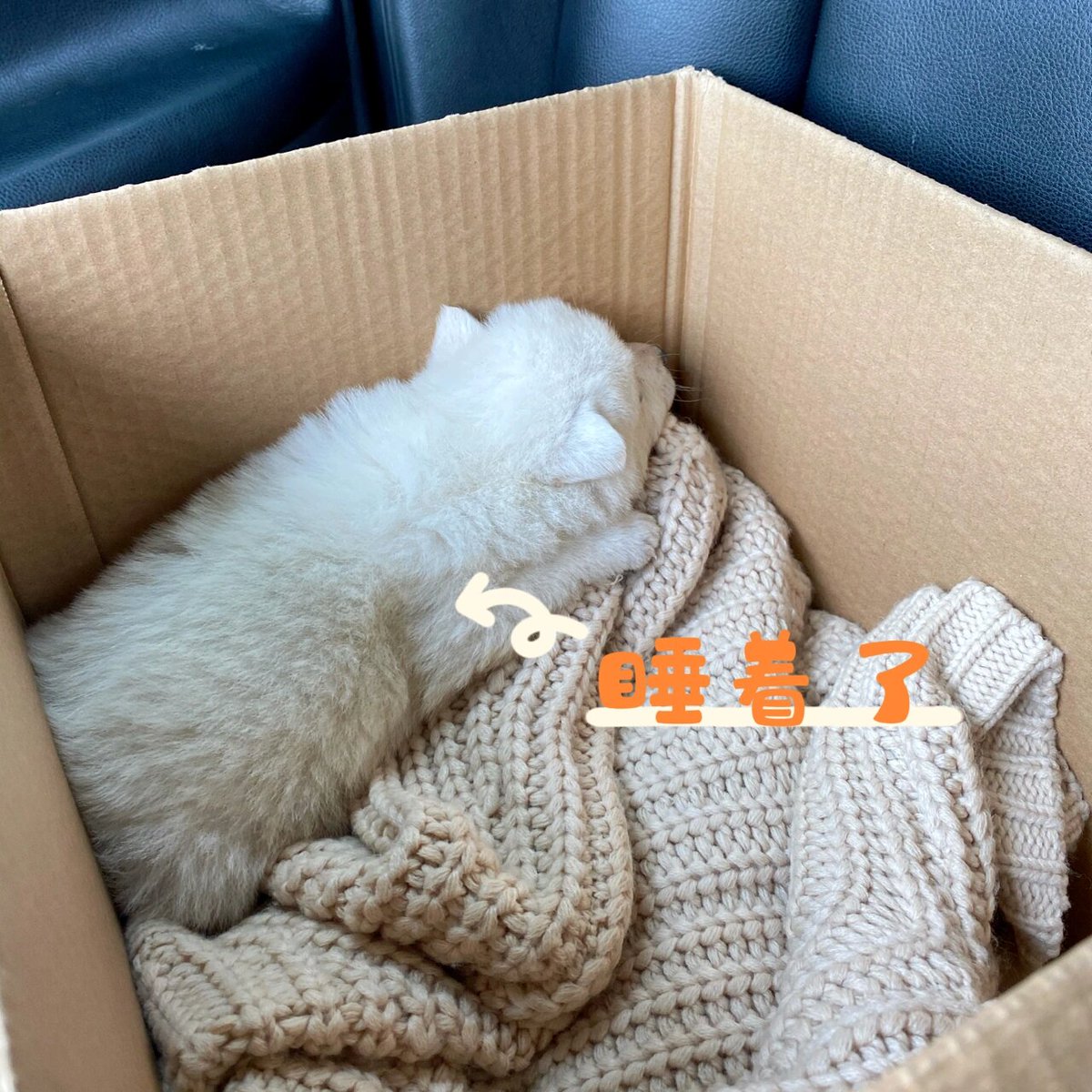 peacb136016's tweet photo. This tiny fluffball just turned 1 month old! Watching them wiggle, pounce, and grow each day is the sweetest magic  #PuppyGrowth， https://t.co/wZU0vBd2uJ