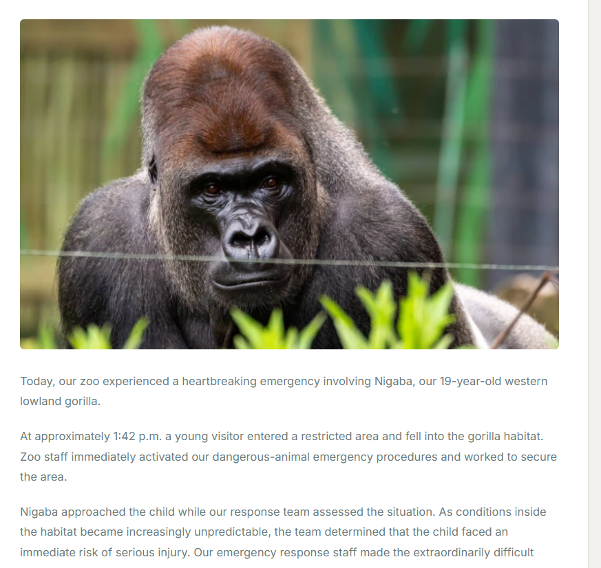 p0tpvper25's tweet photo. This is Harambe 2.0 

A Gorilla named Nigaba approached a child in the gorilla habitat and the team euthanized him, literally 1 to 1 as Harambe 

There will be so much new coverage over this and is going to go insanely viral

Running as Dicks Out For Nigaba to show respect and honour towards him - fucking insane story
https://t.co/G4cp4RyHWI