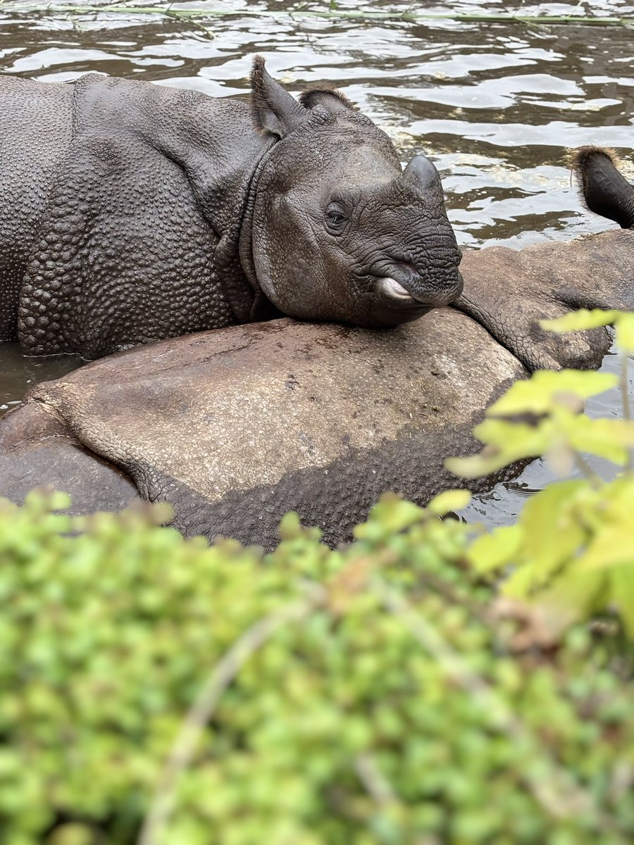 Waiuta1981's tweet photo. #tamazoo 
Baby rhino, DEKOPON with her mother. https://t.co/noWlns9u6e