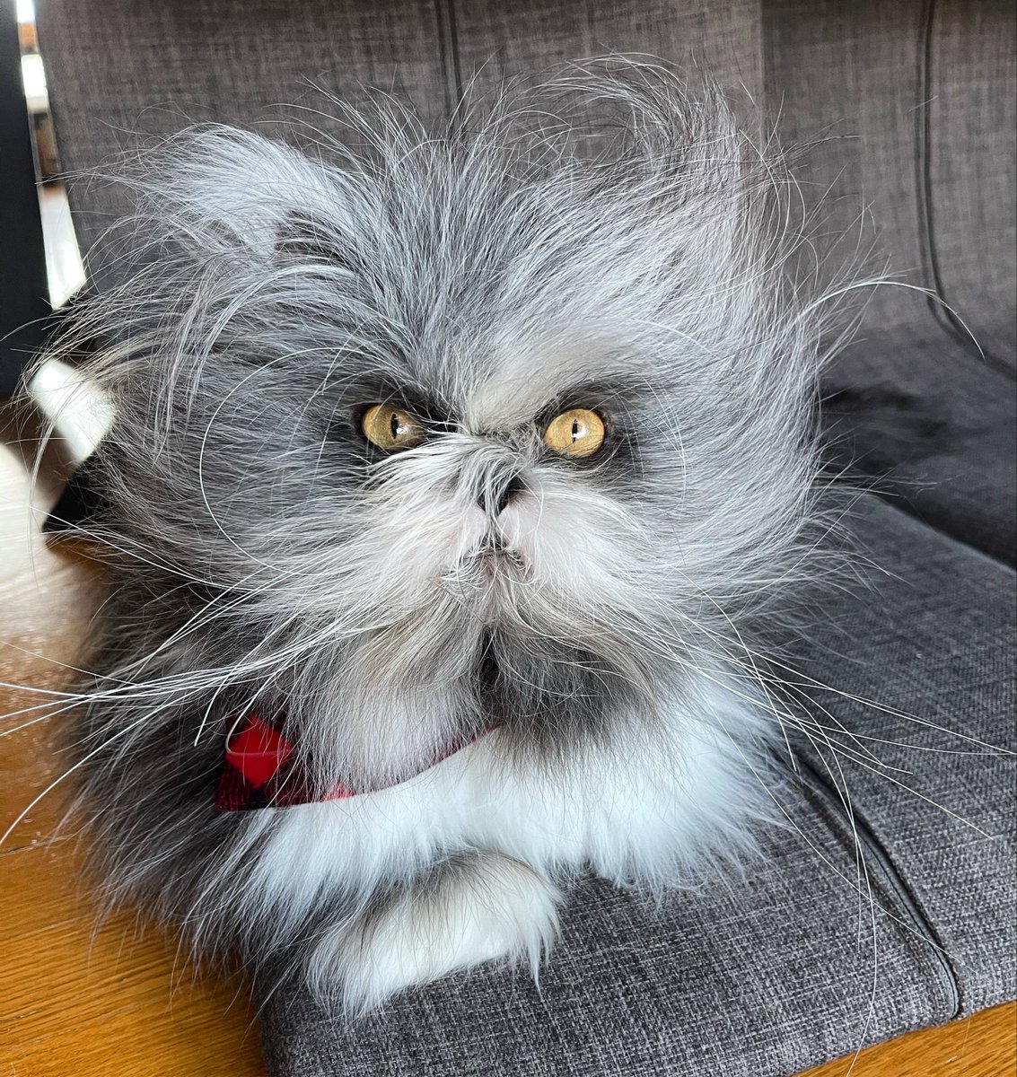 Atchoumthecat's tweet photo. Wishing you all a wonderful Sunday! 🥰🐾

Je vous souhaite à tous un tr��s bon dimanche! 🥰🐾 https://t.co/9F8dDJii8H