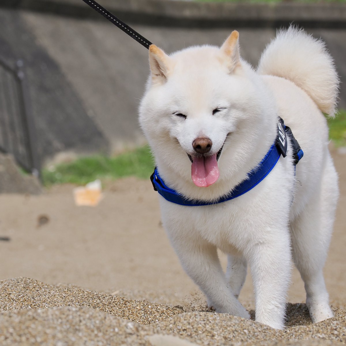 Latte_Shibainu's tweet photo. 夏の海は満喫したので、もう涼しくなって大丈夫ですよ！ https://t.co/7m9ojgakFk