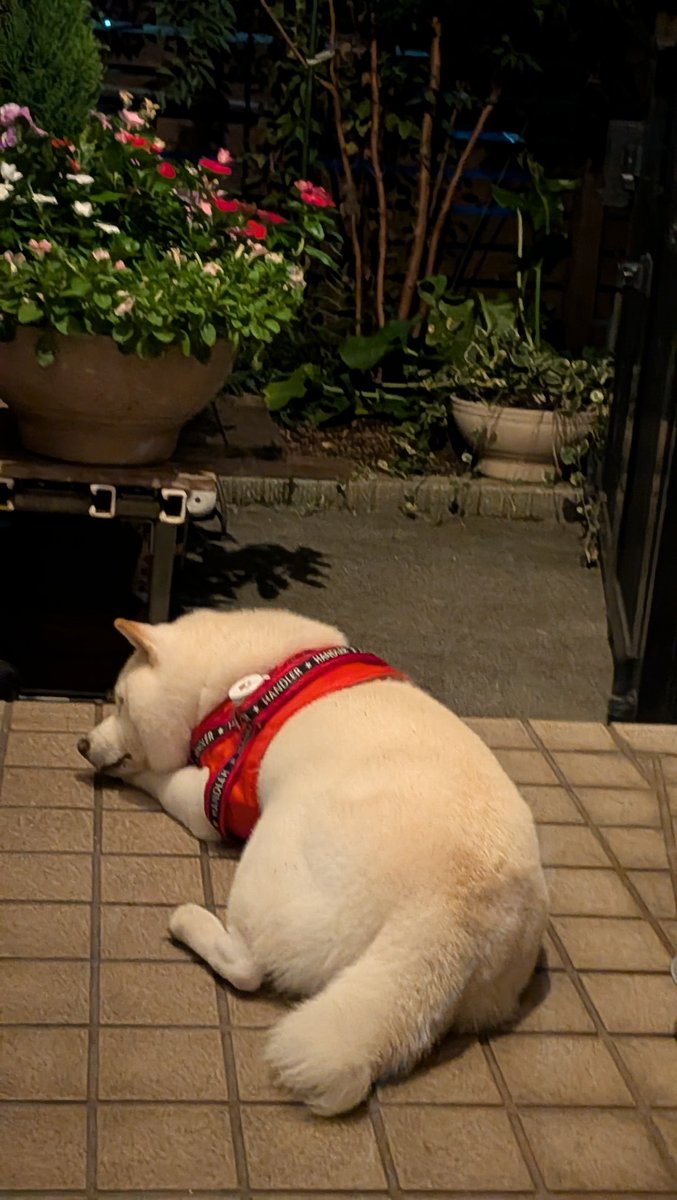 mofmof_lab's tweet photo. おやすみ
#柴犬 https://t.co/dCuSS11QTd