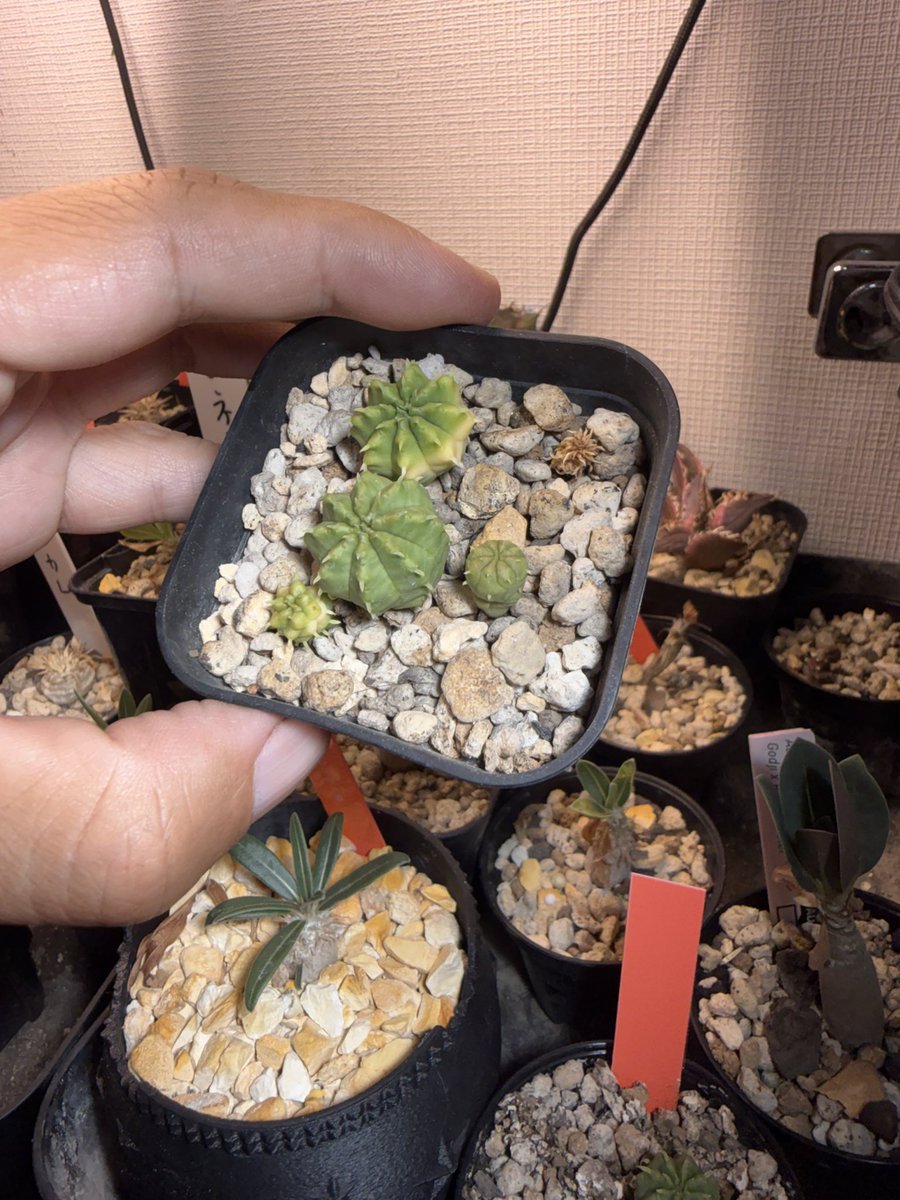 PlantsAteM's tweet photo. 実生の棚整理
我が家のガーデンハイブリッドユーフォルビア達

脱落者出てる
光量を考慮し移動

光量を考慮だってさ、ドーパミン出るねwww https://t.co/ICvxiYOYFA