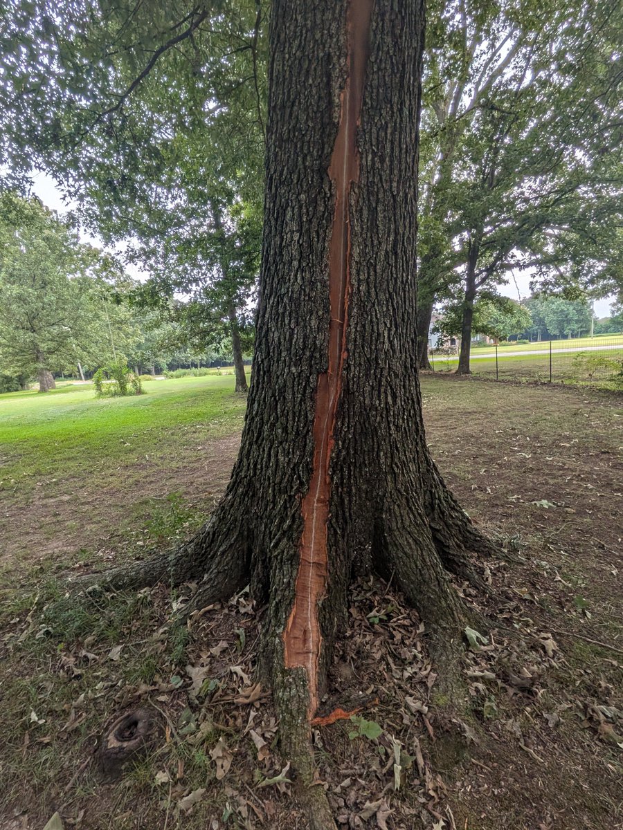 MissCarey4life's tweet photo. We have a hurt tree and a broken window from flying bark off the tree. We are in North Alabama @spann
#StormHour
#StormChasing
#StormDamage
#StormSpotters
#NWS
#alwx
#weather
#ExtremeWeather https://t.co/dvBN1OLTOv