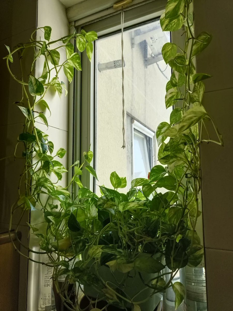 hric00's tweet photo. Pro tip for your pothos: Let the top 2 inches of soil dry out before watering, and it’ll thrive with indirect bright light https://t.co/eBWPk63CvK