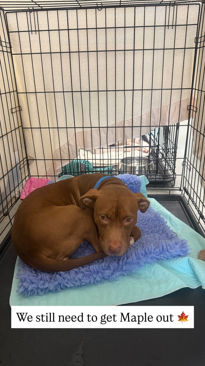 NMBewitched's tweet photo. Of all the videos this morning 
Sweet Maple, touched my heart💔 

Maple was found tied to a bench 
Abandoned it made her scared, less trusting
But still so gentle &amp; sweet  

She is shy😰
Deadly at NYCACC
1 person to make her feel valued &amp; loved 
https://t.co/X5HJ15wn5b
#AdoptMe https://t.co/NdcSehNsFb