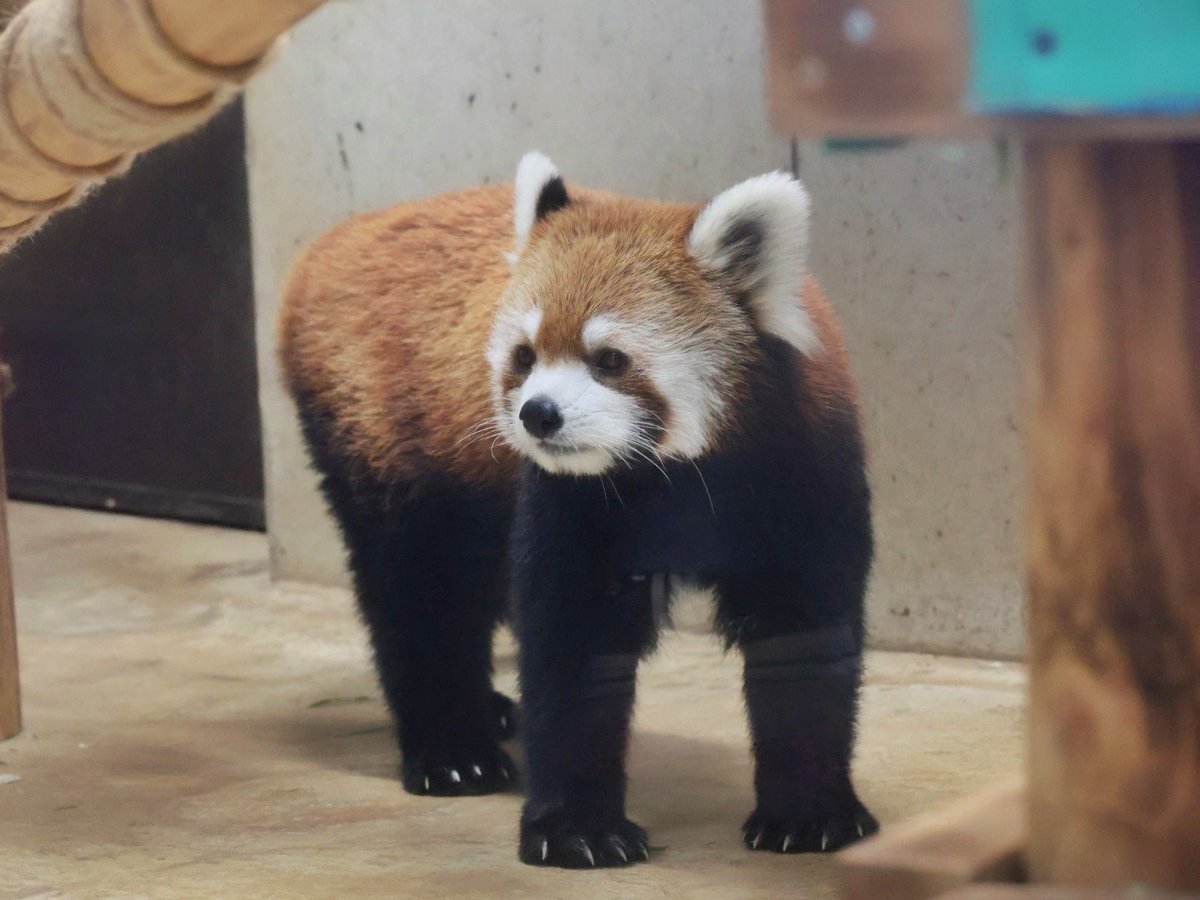 suna_manuru's tweet photo. 今日のハナビちゃん💕
今日はみんな見れた🍎🐾
📷:2026.8.23
#レッサーパンダ #ハナビ
#埼玉県こども動物自然公園
#redpanda #lesserpanda #SCZ https://t.co/njInrb7q5G