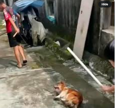 CalCopWatch's tweet photo. Redding California Homeless Blog: Please Share - Justice For China's "Wang Wang" https://t.co/8BQA5mXU0S #JusticeForWangWang https://t.co/Jgo8sKFt1G