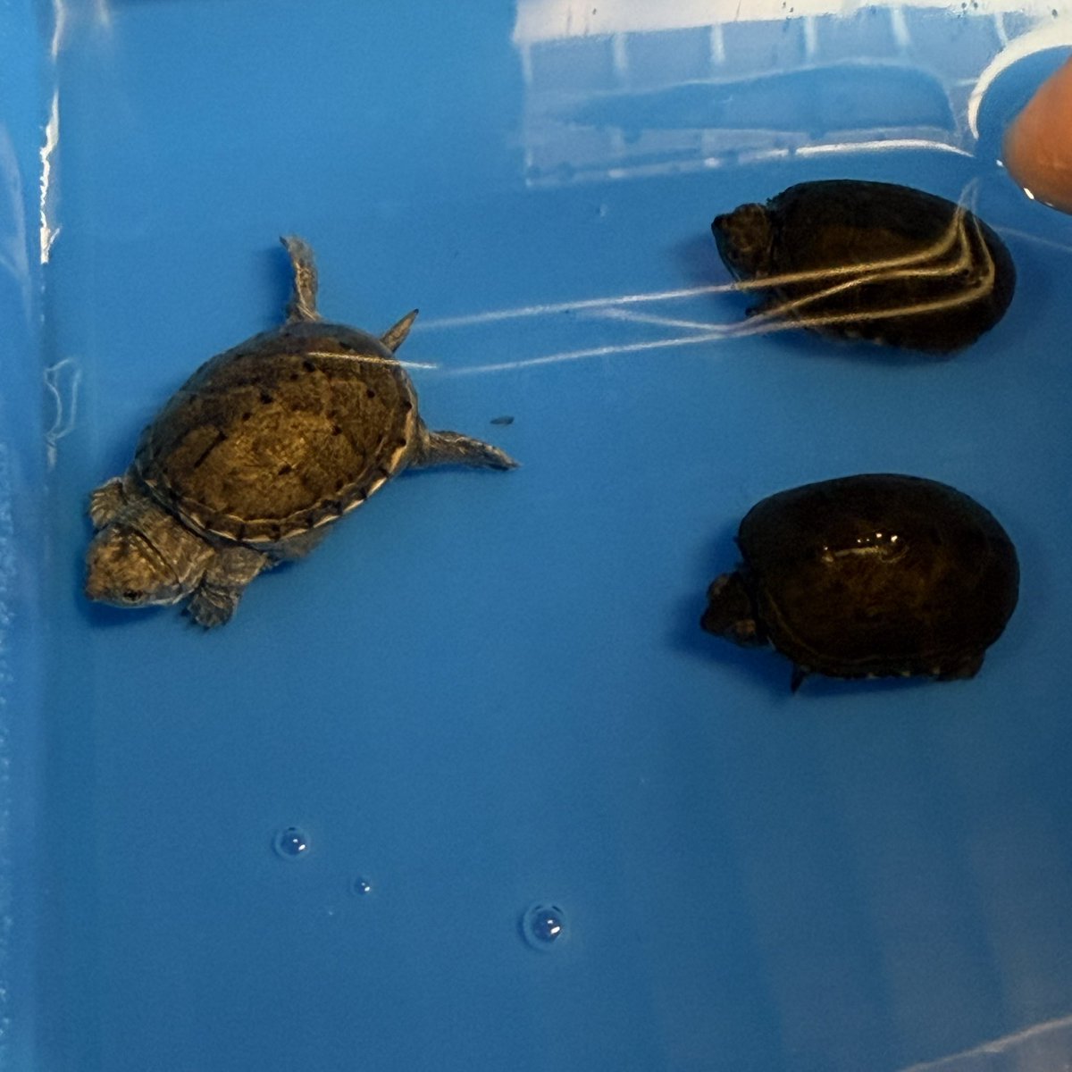 kame_yamo_52ya's tweet photo. 入水!
ミシドロ2匹とキドロ1匹!
キドロは3年ぶり!
結局、5個有精卵あったのに入水まで漕ぎ着けたのは1匹だけ(泣)
なかなかブリードは一筋縄では行きませんなー
そこが面白いけど(^o^)
#キイロドロガメ #ミシシッピドロガメ #2026CB #burikura #とんぶり https://t.co/fLZIWRkvcG