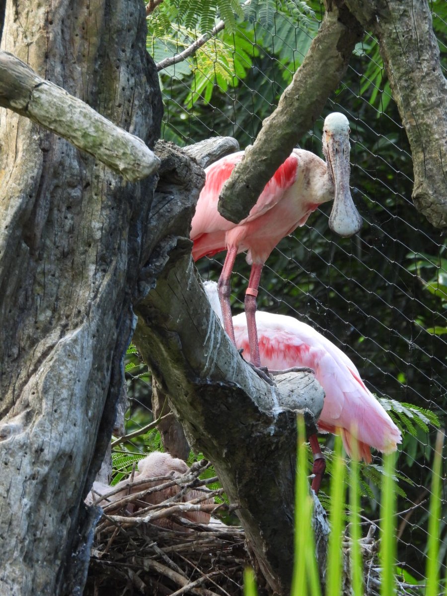 houstonzoo's tweet photo. These Texas natives may be born without their iconic spoon-shaped bills, but their beaks develop as they grow. Keep your eyes peeled for the newest feathered friends on your next Zoo visit! (2/2) https://t.co/tATWcMPsKR