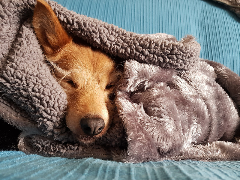 CoryDea44404170's tweet photo. Spent a lazy Sunday afternoon napping with my fluffy rescue pup—nothing beats this quiet, warm vibe. https://t.co/z9QcphW21s