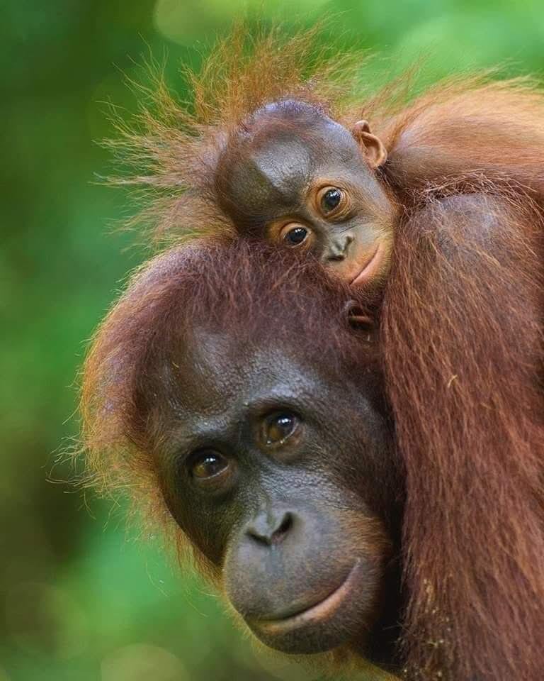 LiaAfri03881071's tweet photo. mereka itu petani hutan. mereka menanam kembali pohon-pohon dari biji buah yang mereka makan, yang kemudian tersebar melalui kotoran mereka. secara tidak langsung, mereka begitu berjasa untuk kita, karena merekalah hutan bisa semakin subur dan tetap hidup. tetapi hanya karena 1 percikan api, segala sesuatu yang hidup dan dibuat hidup lenyap seketika..
