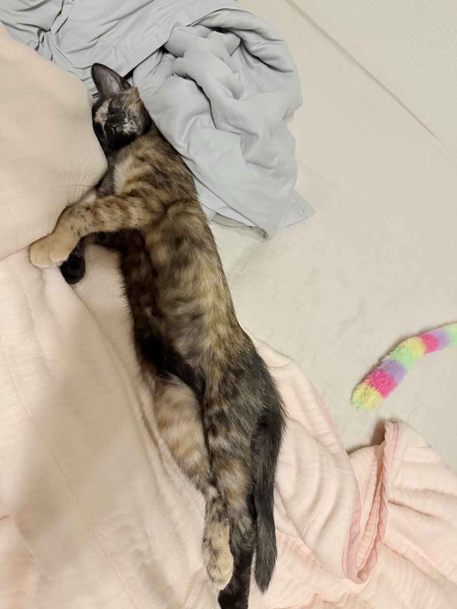 chima_BB's tweet photo. びよーーーーーーん

#黒猫
#サビ猫 https://t.co/dwCSbZ4Mu6