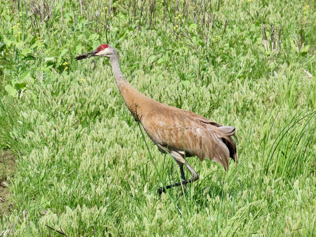 arrivedeh's tweet photo. Catching up on some recently photographed Saskatchewan birds. A Sandhill #crane near Prince Albert. Perhaps our best ever photo of a yellow-bellied #flycatcher in our backyard. A Wilson’s #warbler and northern house #wren along Wascana Creek.
#BirdsSeenIn2026 #birdphotography https://t.co/iCYVbnJCQM