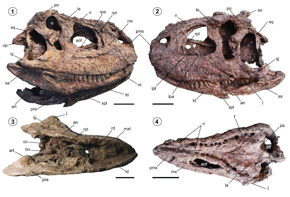 JamaleIjouiher's tweet photo. New paper out on the skull of the #patagonian #abelisaurid #Skorpiovenator. The specimen is one of the most complete known in any South American theropod and is a treasure trove of anatomical &amp; #phylogenetic data.

https://t.co/T9DrAc9Afg https://t.co/Tklzm6N5ZZ