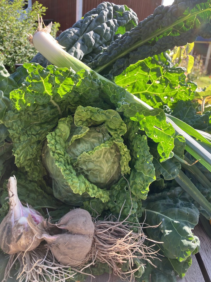 2handssortering's tweet photo. Ribollita på dagens skörd 😋 https://t.co/ECQ39FWDV0