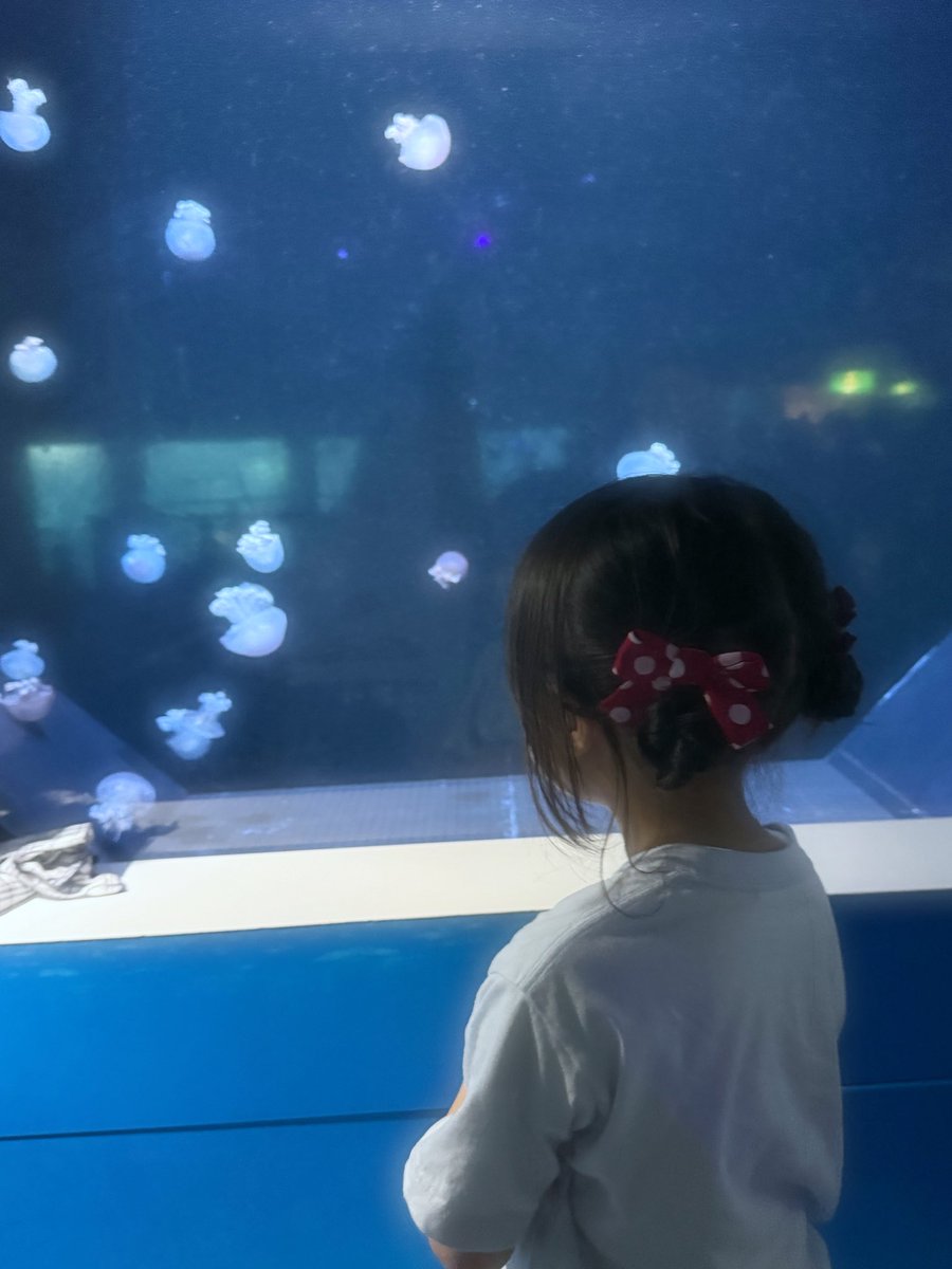 shimunaaa's tweet photo. 🐬🐟🐠 https://t.co/0Pv9DsNril
