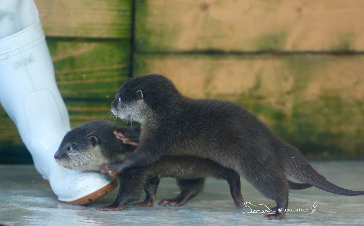 uso_otter's tweet photo. ダッシュ💨 https://t.co/2zNvViYyOP