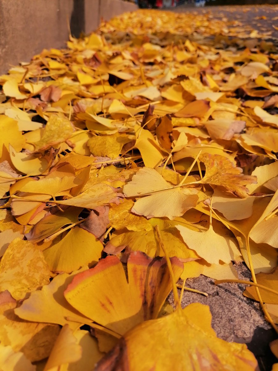 penelopejund's tweet photo. A crisp autumn breeze just rolled in  Time to grab a warm latte and enjoy the falling leaves! https://t.co/kHdty7g3vU