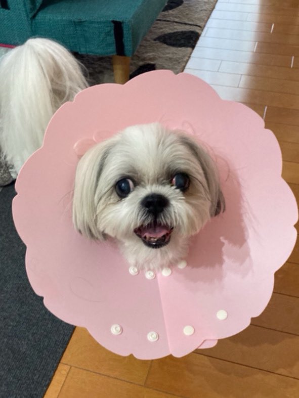 2ndDaimac's tweet photo. うちのお犬と遊んでくれた方、ありがとうございました。16歳半でした。いないのは寂しいけど、散々甘やかしてやったぜと胸を張るのさ。 https://t.co/EmfRYgzrCz