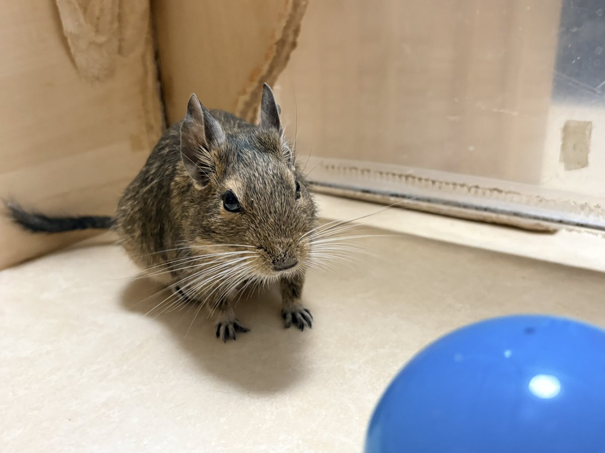 kogetama_Guard's tweet photo. スーパーボールでデデンネならぬデグーを捕まえようとしている https://t.co/2Wz8ctI4Pf
