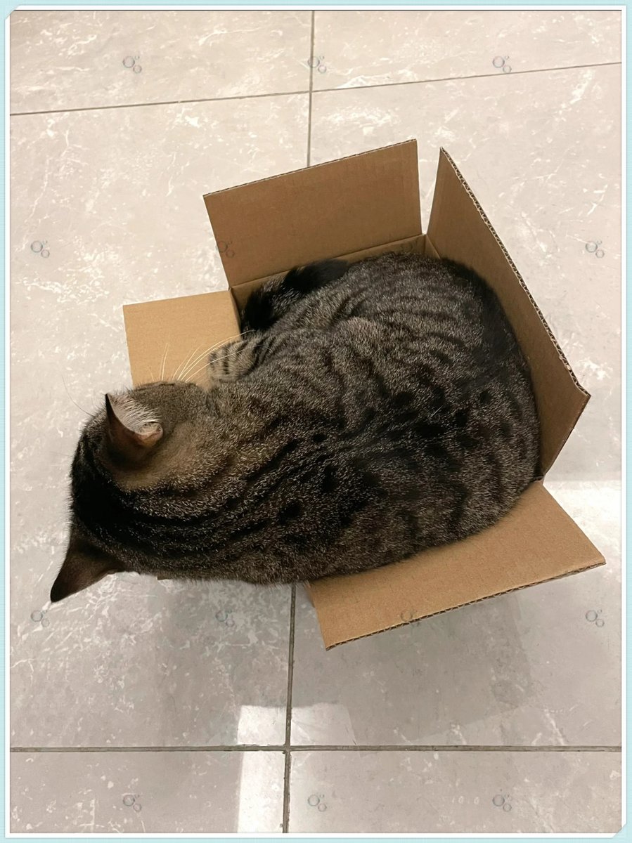 mesi88388's tweet photo. Just tried to print my internship report and accidentally sent 30 copies of my cat meme draft to the whole department. 10/10 performance review candidate incoming. https://t.co/UklTWpZ29E