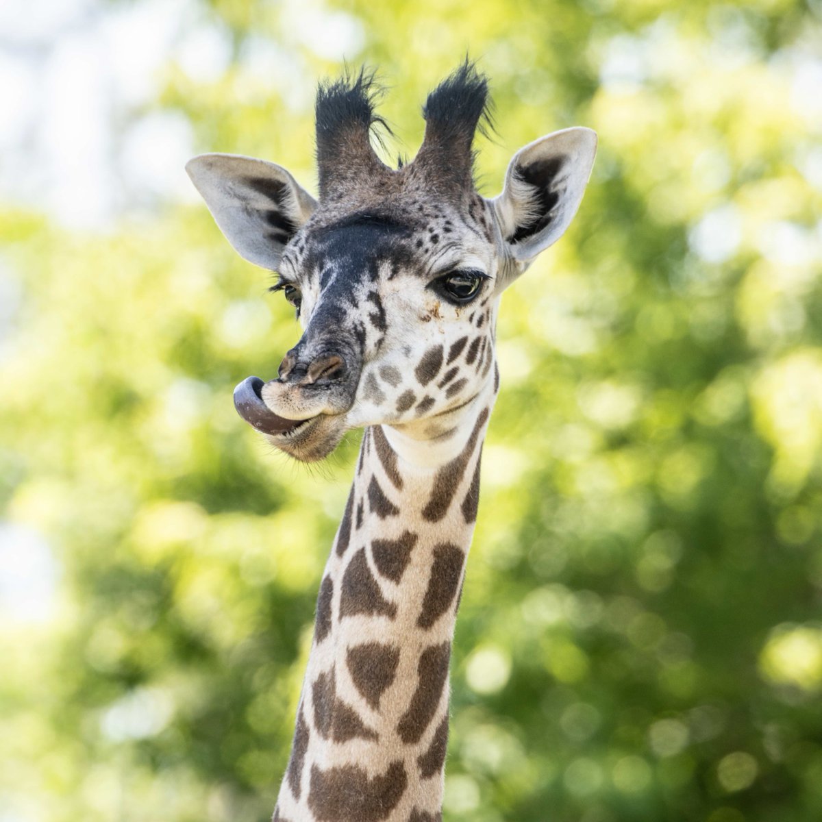 TheTorontoZoo's tweet photo. 6 Months of Imara 💛🦒

From finding her footing on her long legs to confidently exploring new spaces alongside Mstari, it's been an incredible six months of Imara at your Toronto Zoo!

Read more about her journey as an ambassador for her species ⬇️
https://t.co/RSLVqXMWrN https://t.co/iwgBmH3XEm
