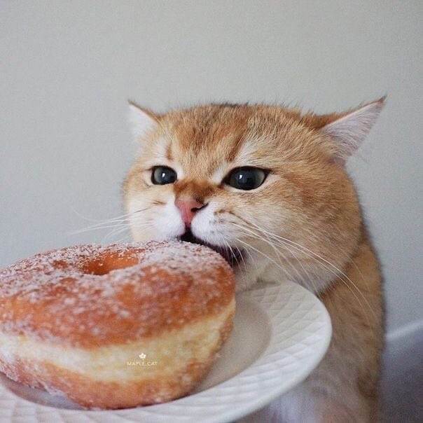 fluffy_Yeonjun's tweet photo. 🐱🍩 https://t.co/PtFztjALam
