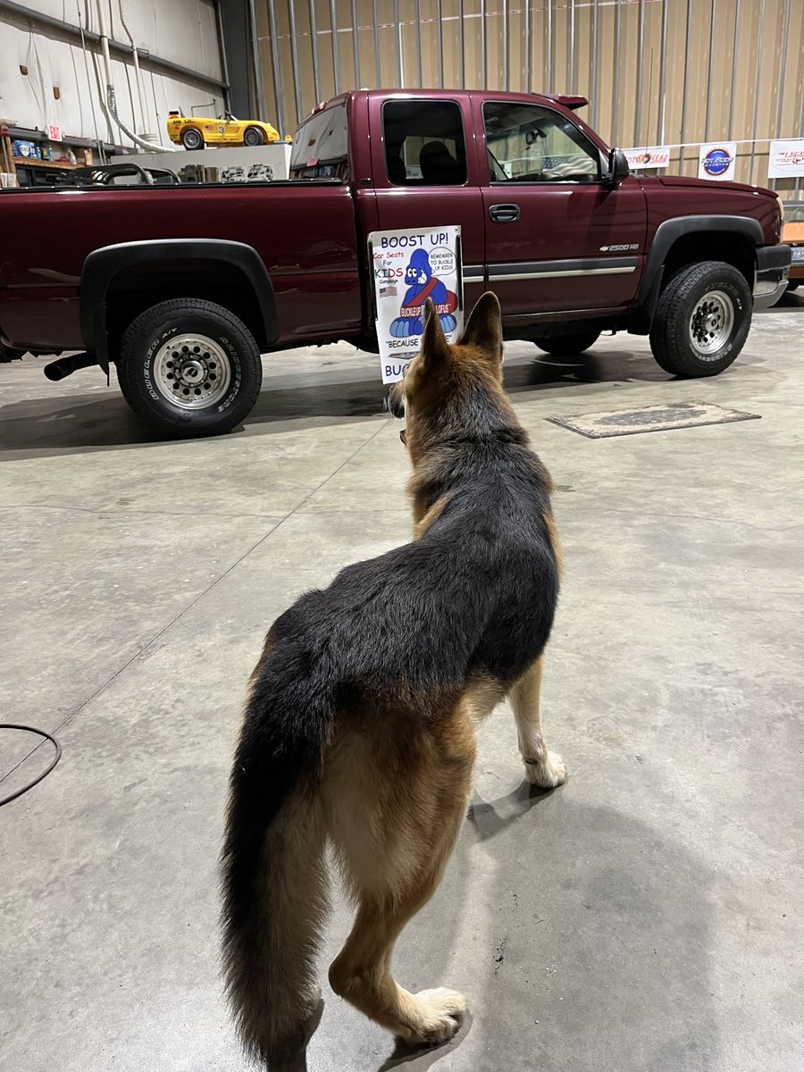 JimWeicherding's tweet photo. #ShopSunday Roxy wants to run around outside but itโs raining so he canโt. Maybe later. ๐๐๐ป https://t.co/riSrRTdMn0
