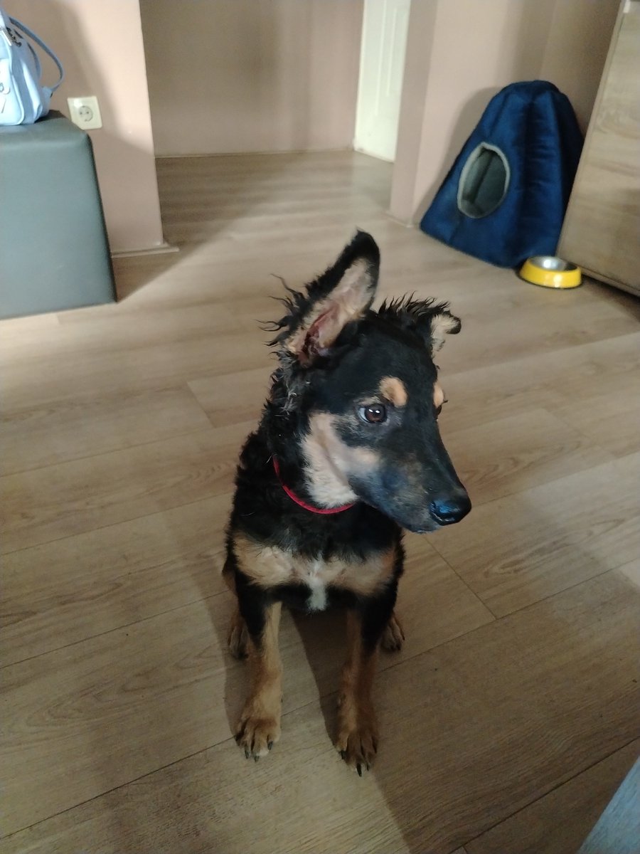 milabezkrila's tweet photo. Uspela sam da je namamim do kuće, ali kod mene ne može ostati jer em imam svoja dva psa, em sutra opet idem van grada.

Tako da ima fore do uveče i ako se niko ne javi, moram je nažalost vratiti na ulicu i ako znam da bih se raspala kad bih to uradila, ali nemam drugo rešenje. https://t.co/1vuAl8wC9s