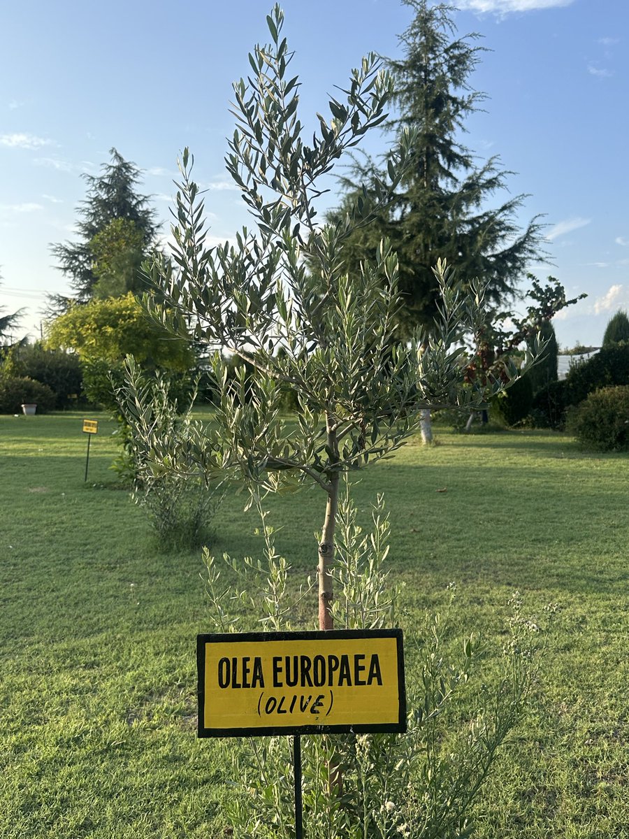 danshweets's tweet photo. A Palestinian symbol of resilience... growing in Kashmir... https://t.co/TSKHmX0pUa