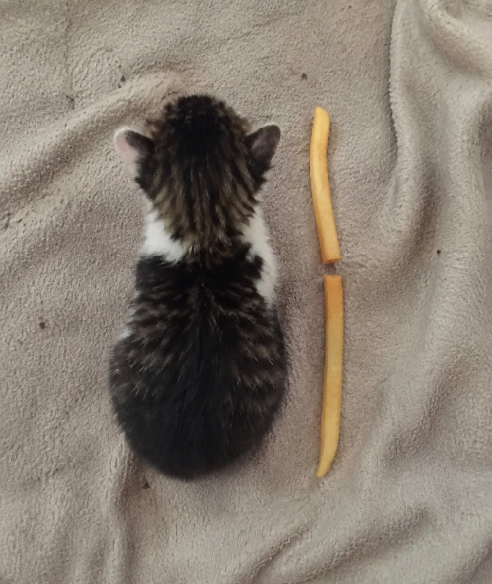 BestOfMeow's tweet photo. He grew up fast https://t.co/Ym9KRguH0u