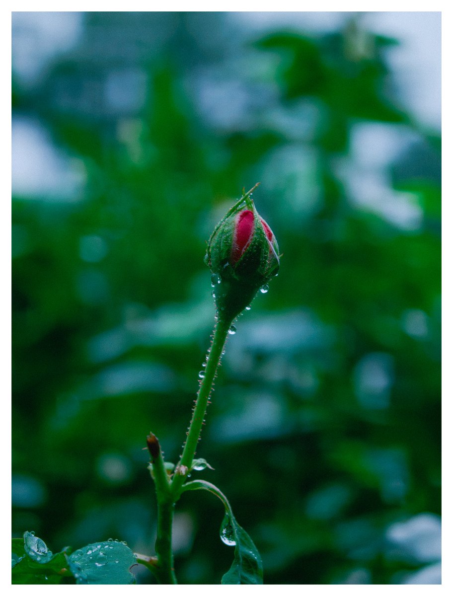 gokull_krrish's tweet photo. 🌸🌧️
#ShotonOppo #FindX9Pro
#Mobilephotography https://t.co/GOhznz4rpk