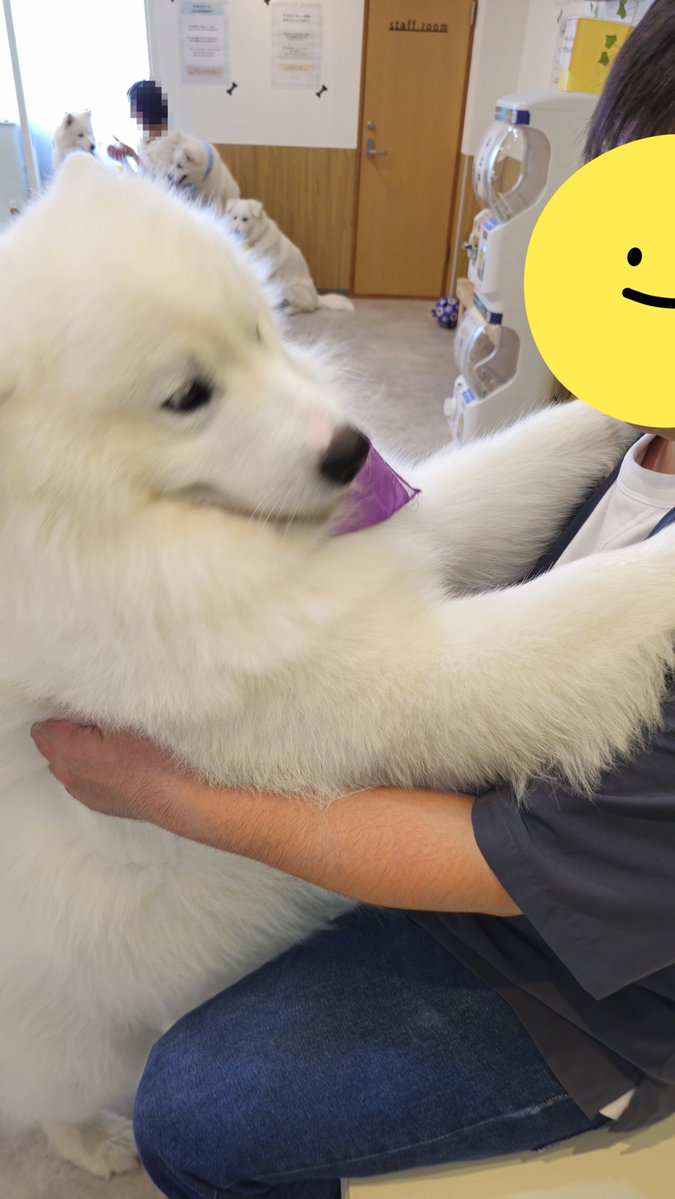 meemo_0726's tweet photo. これは1番でかい犬に抱きつかれてデレッデレの旦那 https://t.co/9OUk5LaQE5