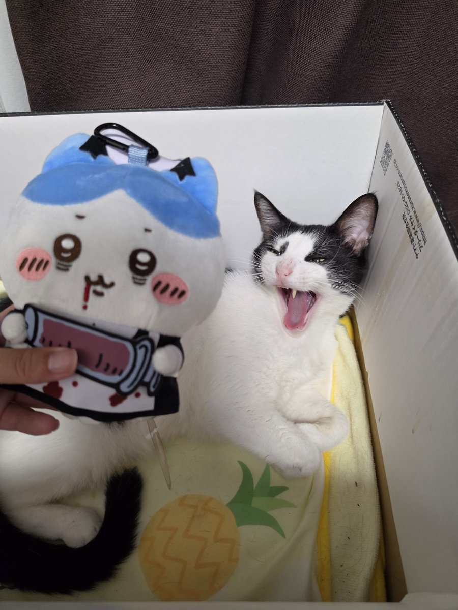 Jiruwo_'s tweet photo. 父親がねこのハミガキできないから2日間ハミガキ免除されてたからすごいご機嫌そうだった、捕まえてハミガキしたらかなり不機嫌な顔に https://t.co/4hFyngosoY
