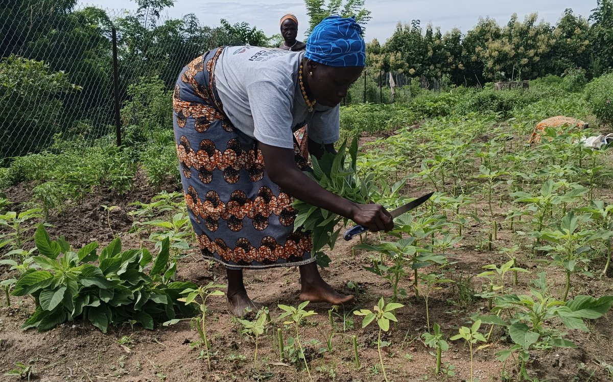 charaf_yarou's tweet photo. Du champ au marché, avec les femmes rurales 🤝🏾

Aujourd’hui, c’est jour de marché à #Niaro, dans la commune de Sinendé, au Nord du Bénin 🇧🇯.

Les femmes de la coopérative Wanru Suru récoltent, trient et préparent leurs productions pour aller les vendre au marché.(1) @UNBenin https://t.co/Lzaz0kxzNv