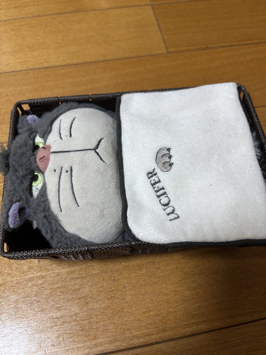 princelucifer77's tweet photo. おやすみ🐾 https://t.co/8voew2MxJA