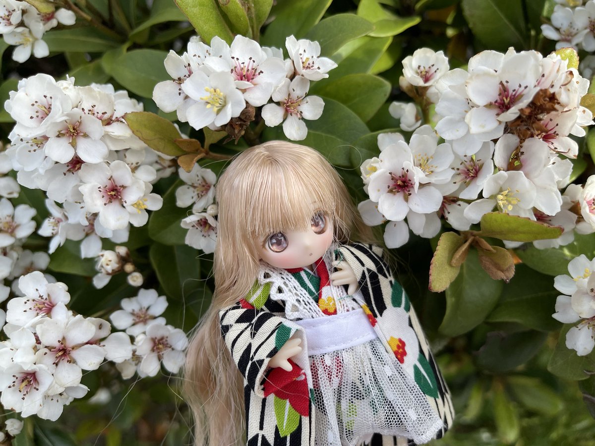 ginsahariko's tweet photo. シャリンバイの花。大雨の次は
夜中の地震、心臓に悪すぎる。
#うちの子かわいい
#シュガーカップス
#花と妖精に癒されたい https://t.co/IBD6443Y7e