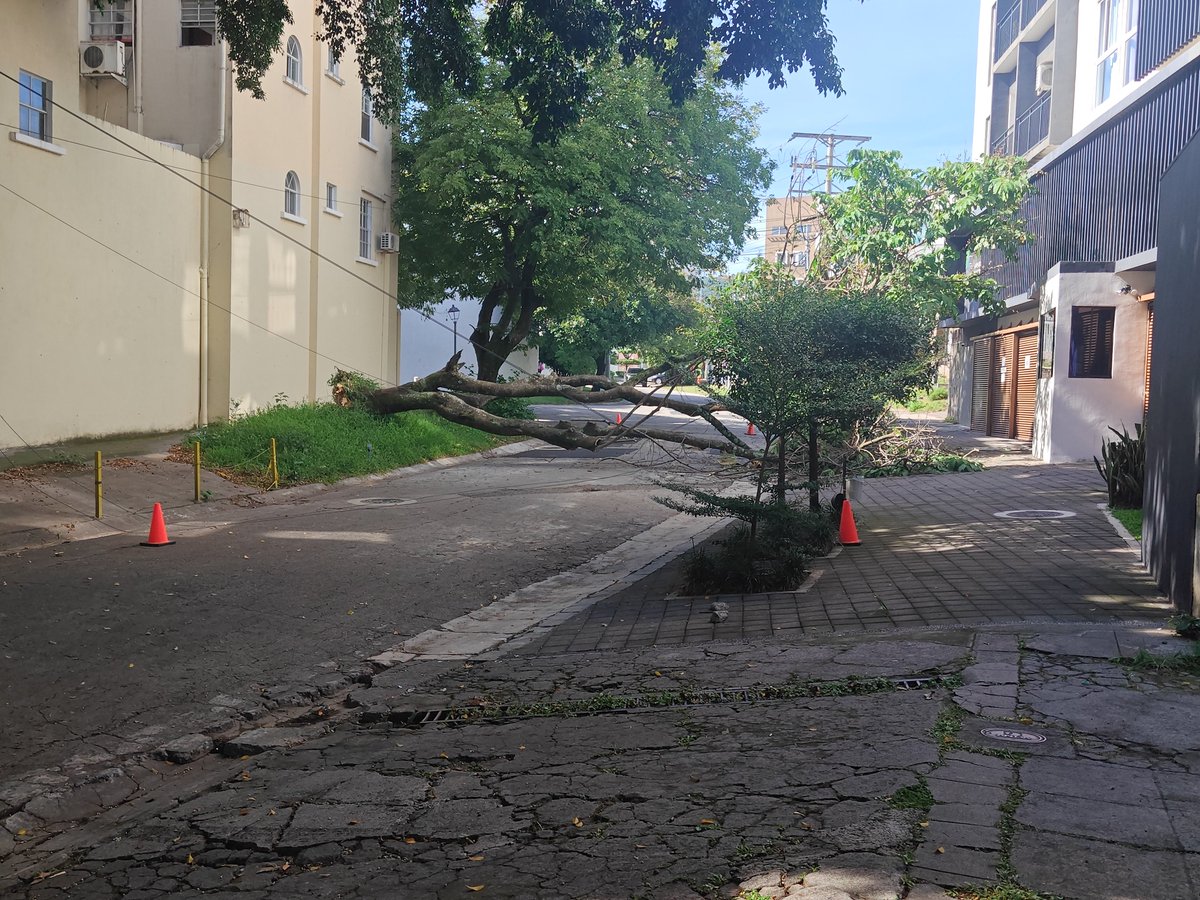 kitocastro01's tweet photo. Buenos días,

Árbol caído sobre Avenida Las Dalias en la Colonia San Francisco. https://t.co/UGrsZRzS5G
