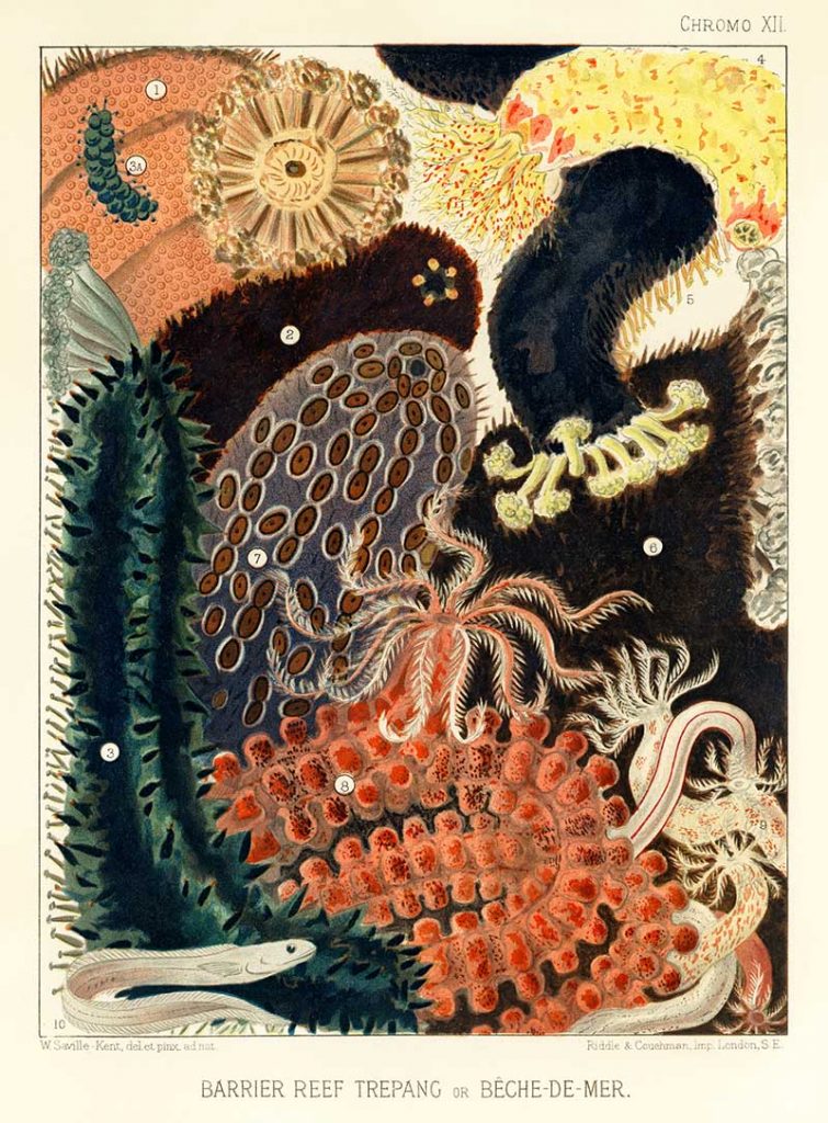 fountainfishy's tweet photo. antique coral reef art tickles my brain in a way I can't explain https://t.co/yHHDfRWn1R
