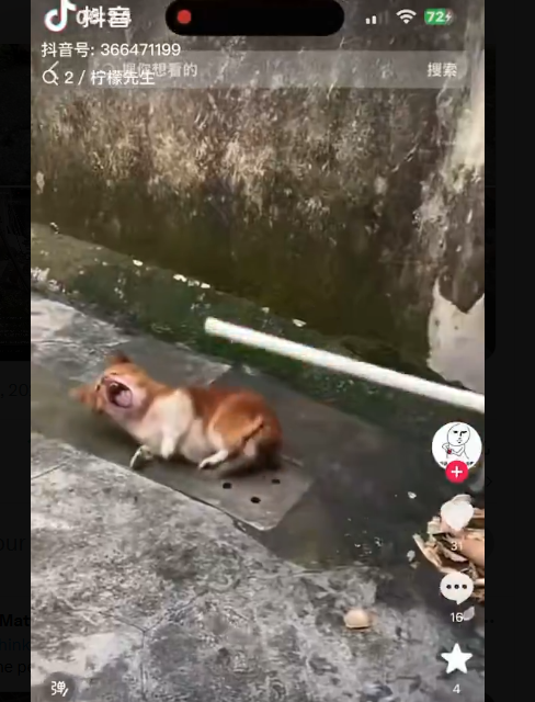 OccupyRedding's tweet photo. VIDEO - WARNING HORRIFIC CHINESE CHILDREN BEATING MOTHER DOG WANG WANG TO DEATH IN CHINA!   https://t.co/1RnJNLN8Jo #JusticeForWangWang #AnimalCrueltyInChina https://t.co/Yebk1eHKuc