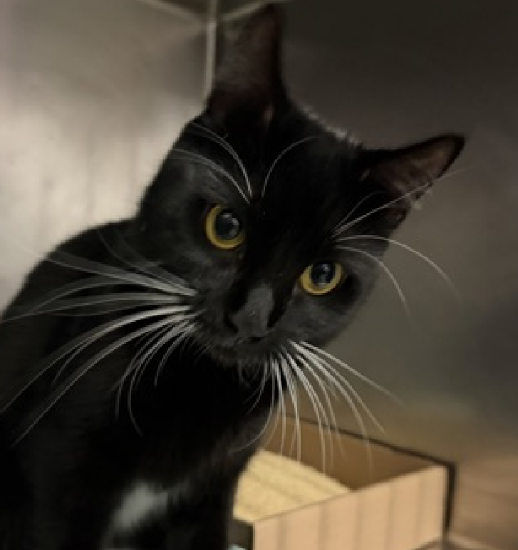 JLthekid9999's tweet photo. 🆘🆘 NYM (ID 259419), 1 YO, FEMALE –  IN MANHATAN ACC - came into the shelter as an agency on 7/10/2026.    🆘🆘 😿 😿 😿 😿

➡️TBD 8/25/26

➡️ ONLY A BABY – JUST BEGINNING LIFE

➡️ NEW HOPE PARTNER RESCUE ONLY

➡️ TOO LOW ON PLEDGES TO STIMULATE RESCUE INTEREST

➡️🆘🆘 4TH  Chance on Emergency Placement List – BEYOND URGENT -  NO ROOM IN SHELTER – WILL NOT BE GIVEN MUCH MORE TIME – VERY HIGH EU/SILENT KILL RISK – 🆘🆘 😱🔥🔥😱

➡️ 44 DAYS IN SHELTER – TOO LONG – TIME IS RUNNING OUT

➡️ NYM IS ON THE EPL FOR BEHAVIORAL REASONS - She is not thriving in the care center and continues to display distance-increasing behavior when approached for interactions. She has not warmed up despite staff using treats to build a positive association.  This designation often means that the cat will be given very little time for rescue/foster/adoption.🔥🔥🔥🔥

Nym is displaying behaviors that preclude placement in the adoptions room and/or may require further investigation before placement in a home. 💔😿💔😿💔😿

NEEDS OUT OF SHELTER ASAP –

Please RT or pledge, if you can, to save this little one.

@AdamsPaulGrimke
@mehser12

💔😿🙏Thank you