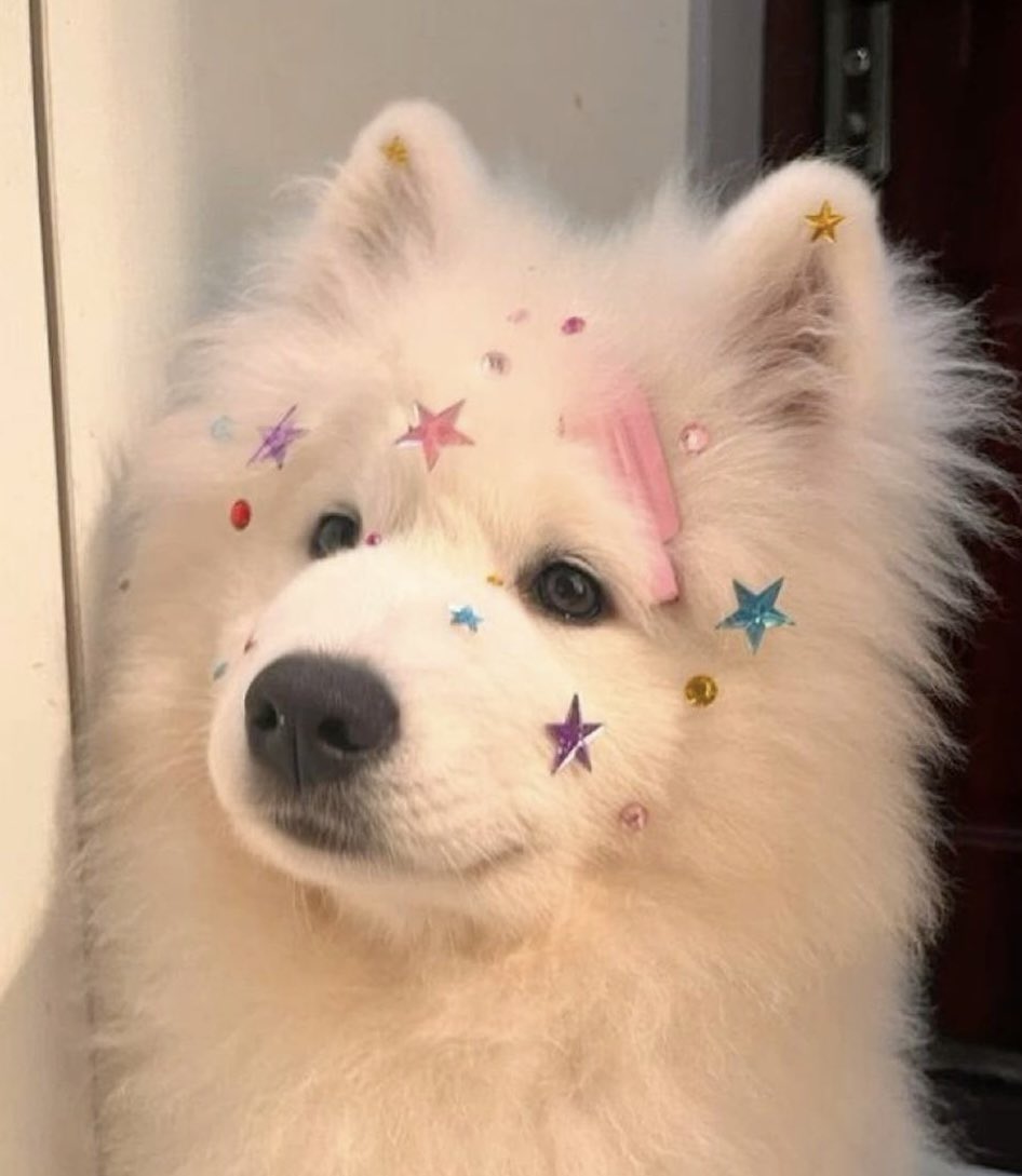 blueyuocean_'s tweet photo. รับอารายไม่ไหวแล้ว บะบี๋บ้อกแบ้กคับ ㅜㅡㅜ 🐶⭐️ https://t.co/xQNEd7AYHY
