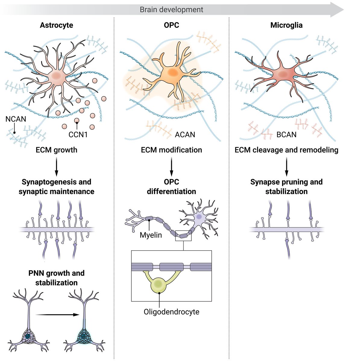 scisignal's tweet photo. An emerging body of work shows that supportive cells called #glial cells act as leading architects of the neural extracellular matrix, which serves as a critical signaling hub for nerve synapses and neuronal circuits, according to a new Focus. @StJude https://t.co/5Q4JdeRQOv https://t.co/8kh7K6FBE4