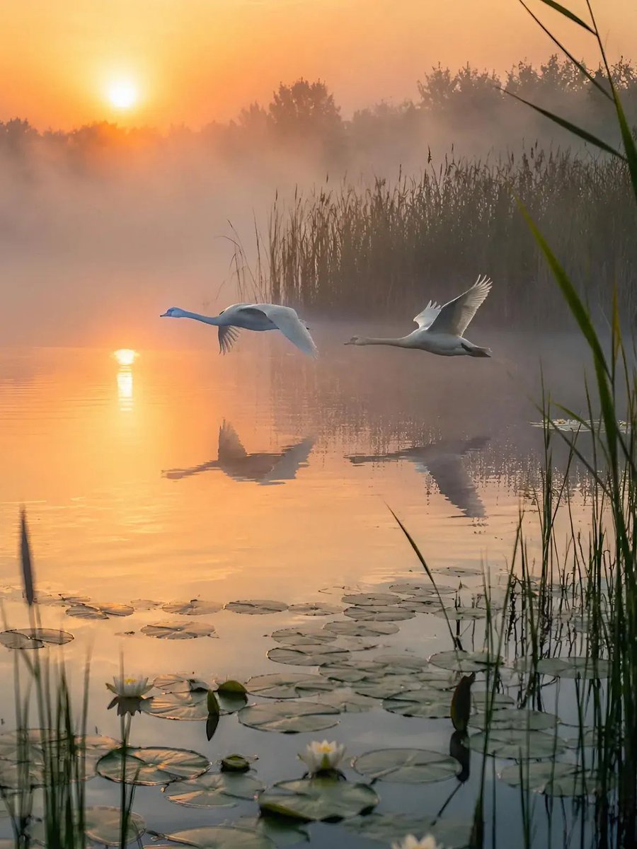 ramblingsloa's tweet photo. If you let cloudy water settle, it will become clear. 
If you let your upset mind settle, your course will also become clear.

The Buddha https://t.co/sqP0Cf6Ex4